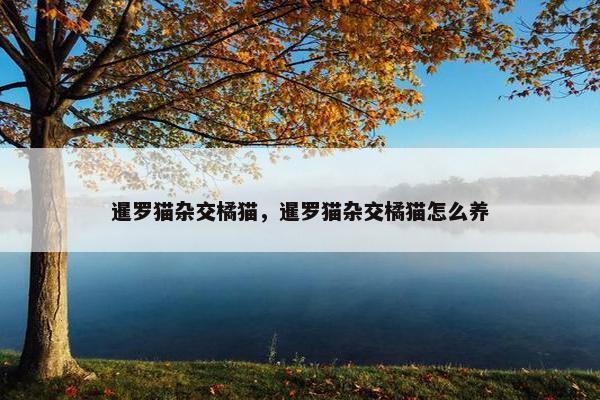 暹罗猫杂交橘猫，暹罗猫杂交橘猫怎么养