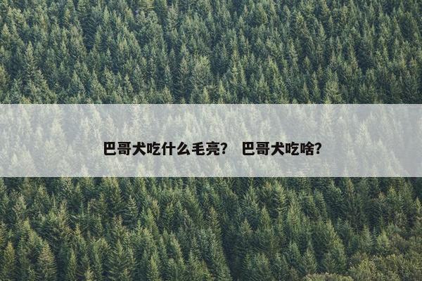 巴哥犬吃什么毛亮? 巴哥犬吃啥?