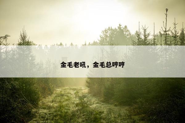 金毛老吼，金毛总哼哼