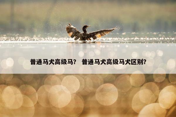 普通马犬高级马? 普通马犬高级马犬区别?
