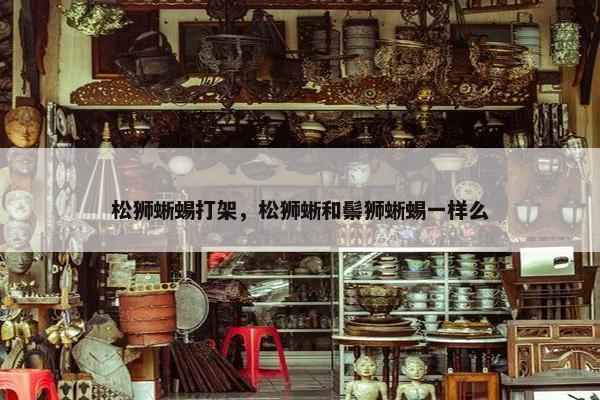 松狮蜥蜴打架，松狮蜥和鬃狮蜥蜴一样么