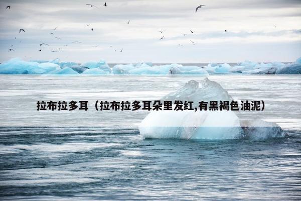 拉布拉多耳（拉布拉多耳朵里发红,有黑褐色油泥）