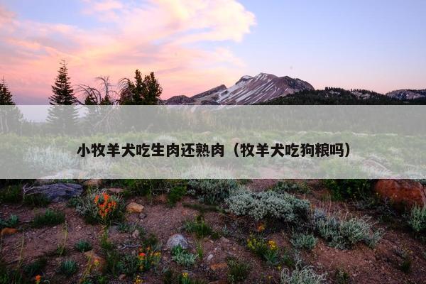 小牧羊犬吃生肉还熟肉（牧羊犬吃狗粮吗）