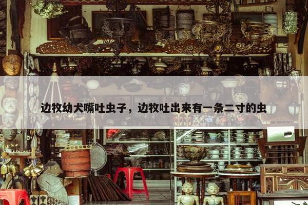 边牧幼犬嘴吐虫子,边牧吐出来有一条二寸的虫