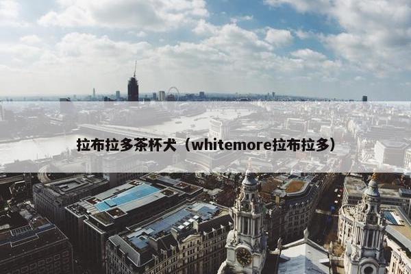 拉布拉多茶杯犬（whitemore拉布拉多）