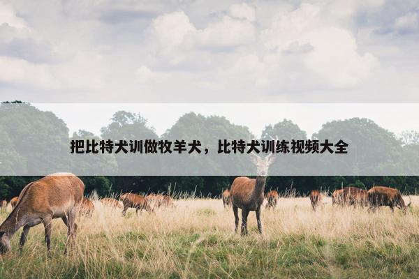 把比特犬训做牧羊犬，比特犬训练视频大全