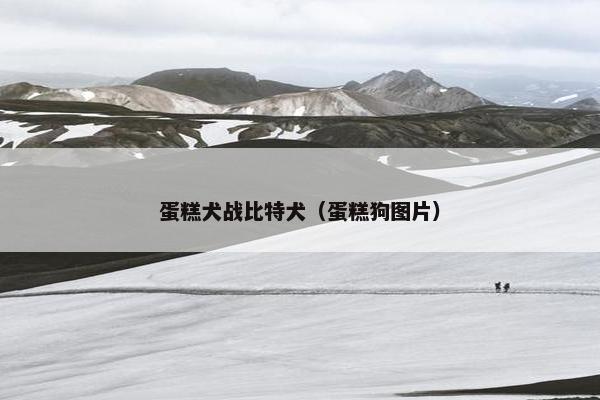 蛋糕犬战比特犬(蛋糕狗图片)