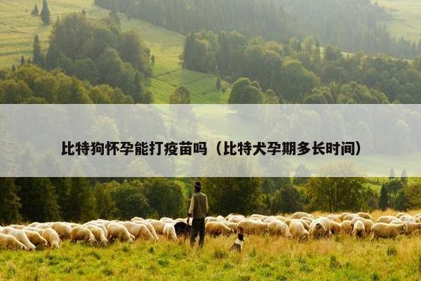 比特狗怀孕能打疫苗吗(比特犬孕期多长时间)