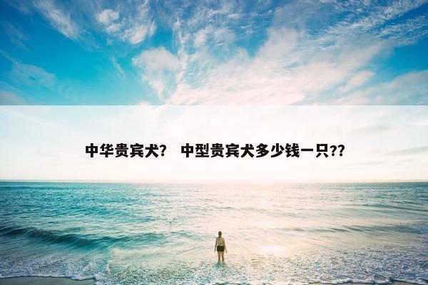 中华贵宾犬? 中型贵宾犬多少钱一只??