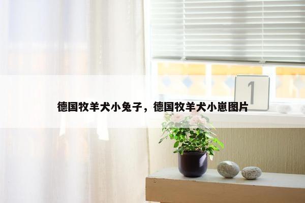 德国牧羊犬小兔子，德国牧羊犬小崽图片