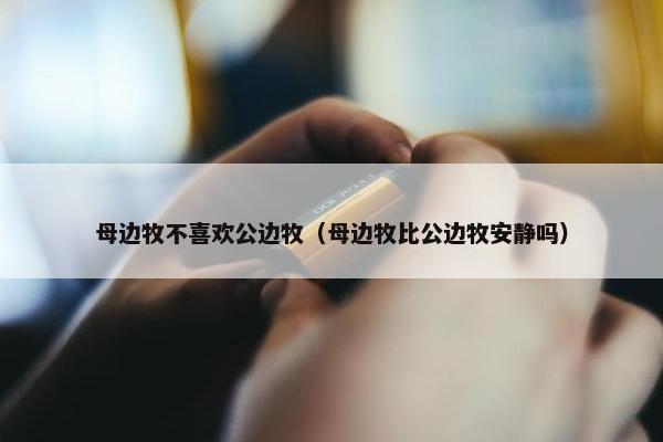 母边牧不喜欢公边牧(母边牧比公边牧安静吗)