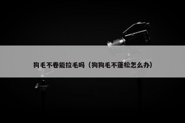 狗毛不卷能拉毛吗（狗狗毛不蓬松怎么办）