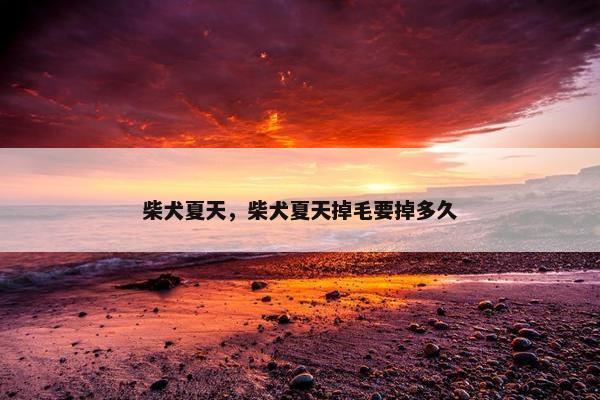 柴犬夏天，柴犬夏天掉毛要掉多久