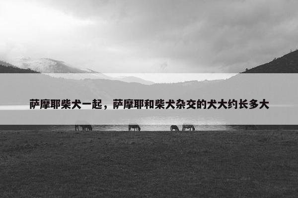 萨摩耶柴犬一起，萨摩耶和柴犬杂交的犬大约长多大