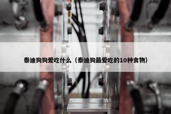 泰迪狗狗爱吃什么（泰迪狗最爱吃的10种食物）