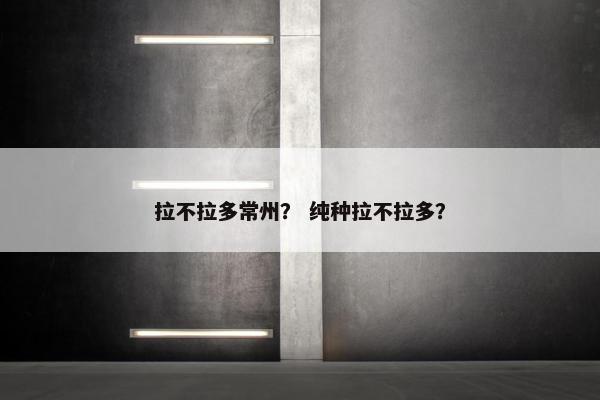 拉不拉多常州? 纯种拉不拉多?