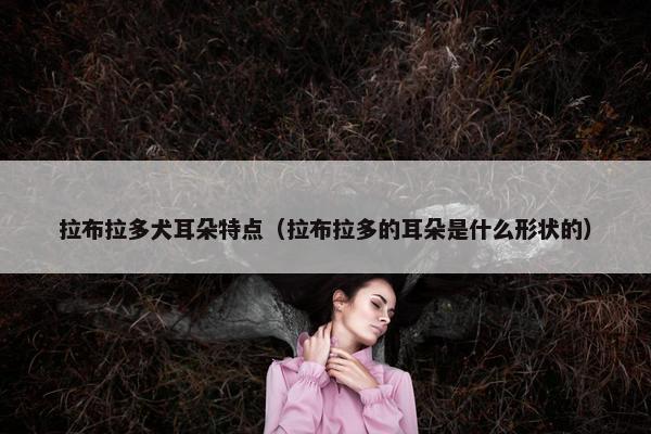 拉布拉多犬耳朵特点（拉布拉多的耳朵是什么形状的）