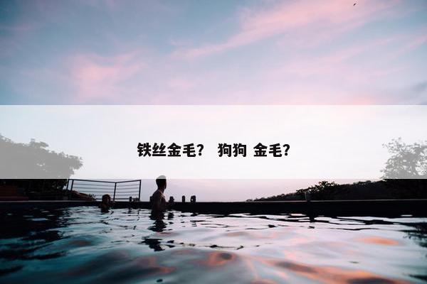 铁丝金毛？ 狗狗 金毛？
