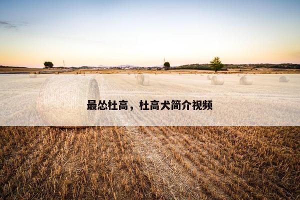 最怂杜高，杜高犬简介视频