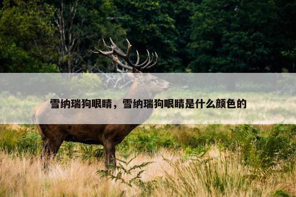 雪纳瑞狗眼睛，雪纳瑞狗眼睛是什么颜色的