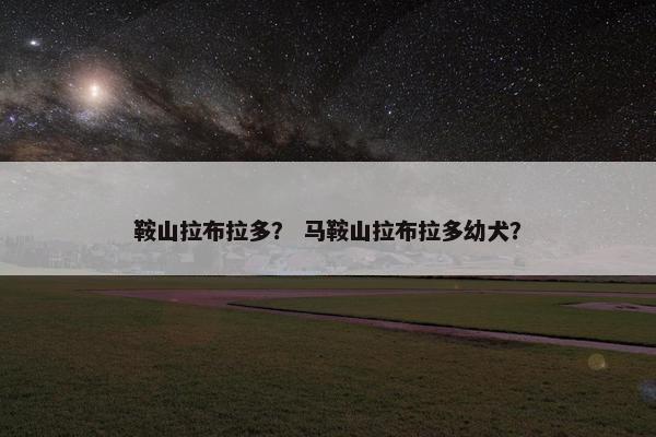 鞍山拉布拉多? 马鞍山拉布拉多幼犬?