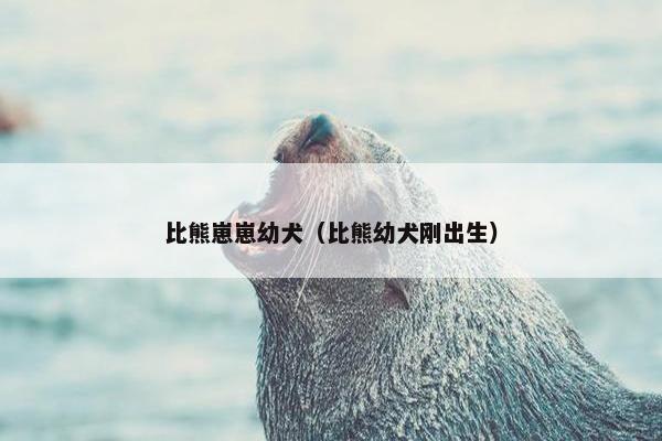 比熊崽崽幼犬（比熊幼犬刚出生）