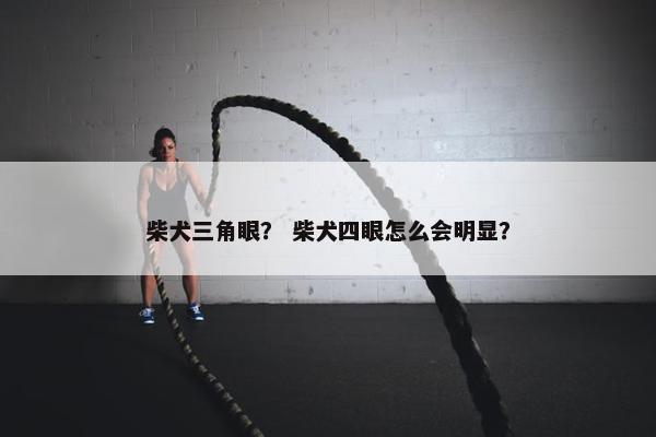 柴犬三角眼？ 柴犬四眼怎么会明显？