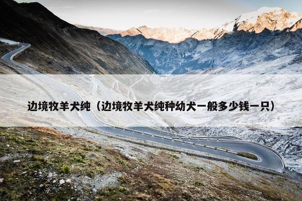 边境牧羊犬纯（边境牧羊犬纯种幼犬一般多少钱一只）