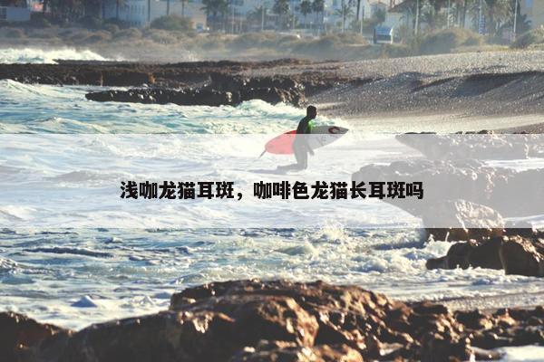 浅咖龙猫耳斑，咖啡色龙猫长耳斑吗