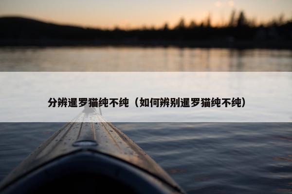 分辨暹罗猫纯不纯（如何辨别暹罗猫纯不纯）