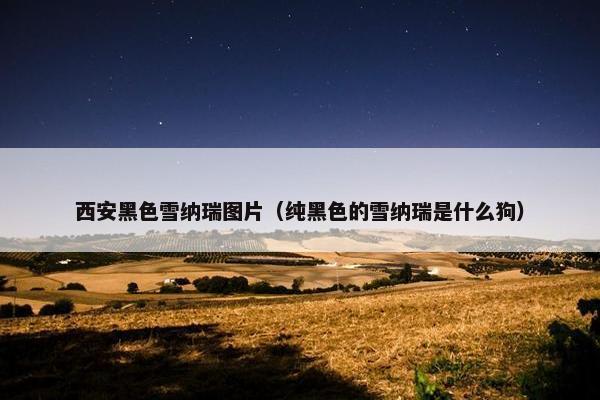 西安黑色雪纳瑞图片（纯黑色的雪纳瑞是什么狗）