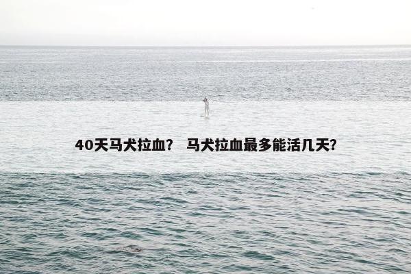 40天马犬拉血？ 马犬拉血最多能活几天？