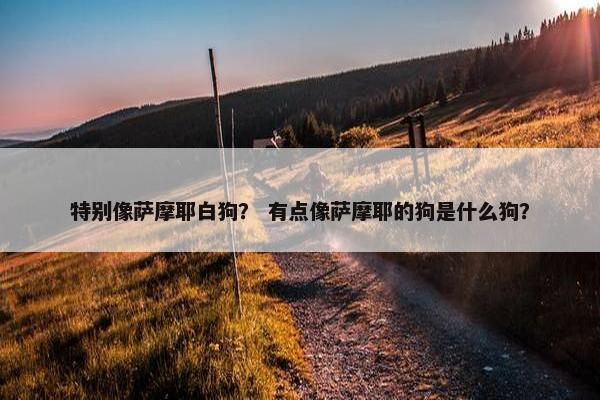 特别像萨摩耶白狗？ 有点像萨摩耶的狗是什么狗？