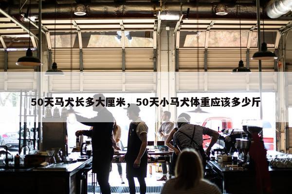 50天马犬长多大厘米，50天小马犬体重应该多少斤