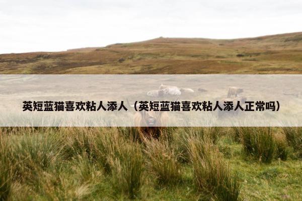英短蓝猫喜欢粘人添人（英短蓝猫喜欢粘人添人正常吗）