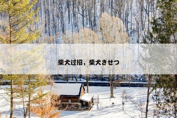 柴犬过招，柴犬きせつ