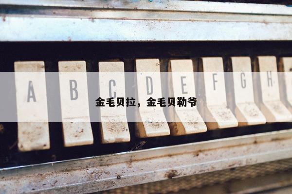 金毛贝拉，金毛贝勒爷
