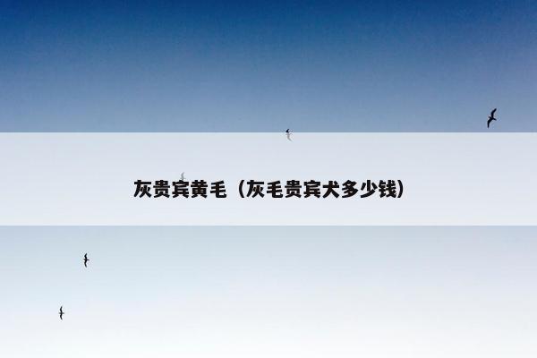 灰贵宾黄毛（灰毛贵宾犬多少钱）