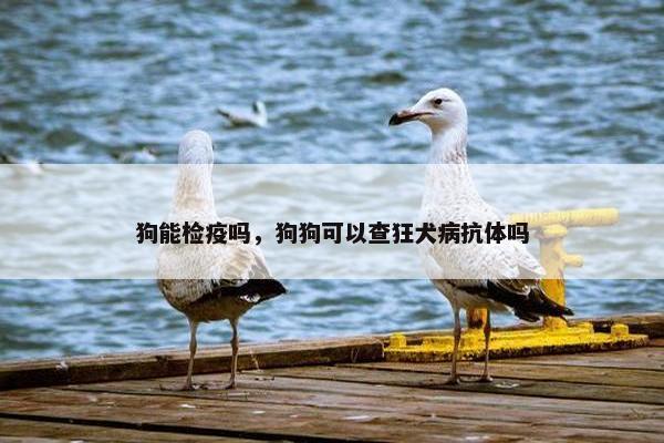 狗能检疫吗，狗狗可以查狂犬病抗体吗