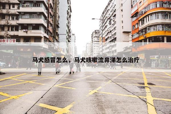 马犬感冒怎么,马犬咳嗽流鼻涕怎么治疗