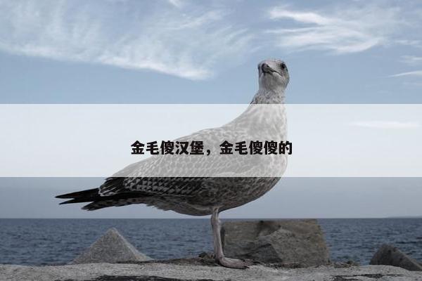 金毛傻汉堡，金毛傻傻的