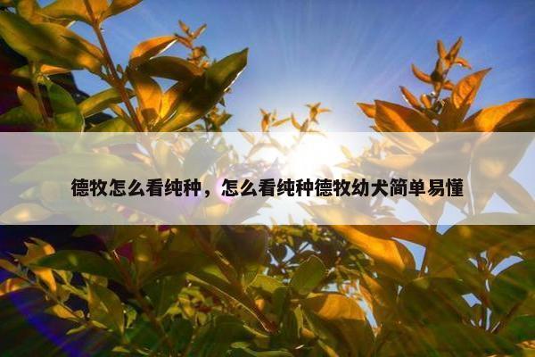 德牧怎么看纯种，怎么看纯种德牧幼犬简单易懂