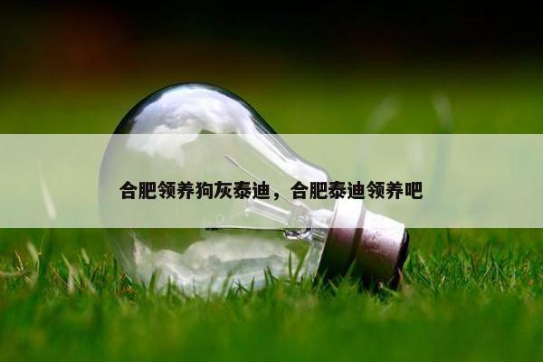 合肥领养狗灰泰迪，合肥泰迪领养吧