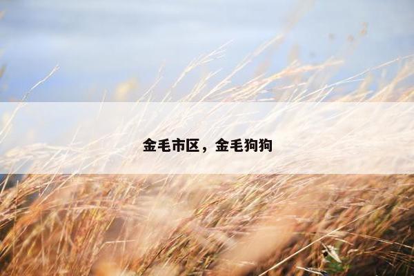 金毛市区,金毛狗狗