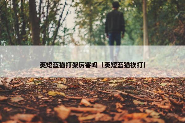 英短蓝猫打架厉害吗（英短蓝猫挨打）