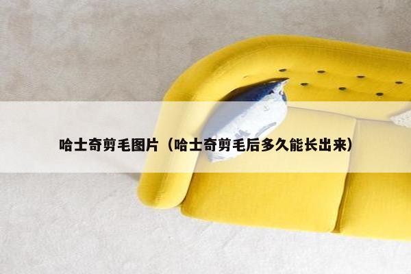 哈士奇剪毛图片（哈士奇剪毛后多久能长出来）