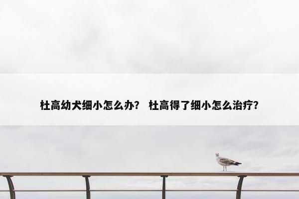 杜高幼犬细小怎么办？ 杜高得了细小怎么治疗？