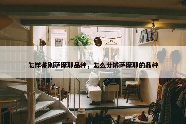 怎样鉴别萨摩耶品种，怎么分辨萨摩耶的品种