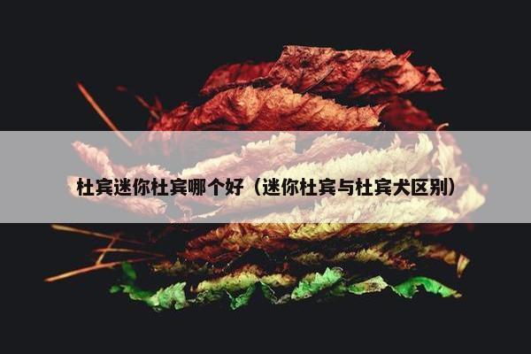 杜宾迷你杜宾哪个好（迷你杜宾与杜宾犬区别）