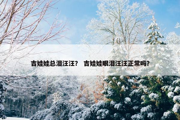 吉娃娃总泪汪汪? 吉娃娃眼泪汪汪正常吗?